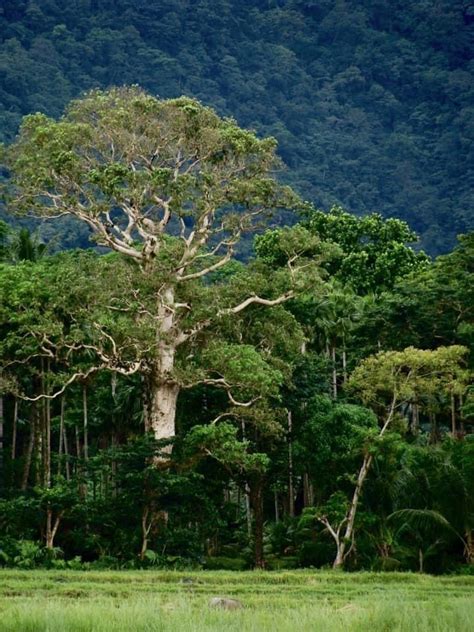 Almaciga (Agathis philippinensis) .